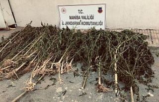 Manisa’da 11 bin 340 kök kenevir ele geçirildi