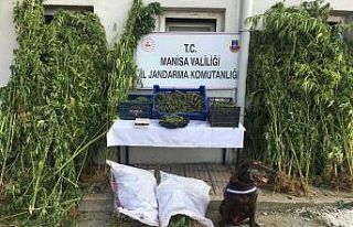 Manisa’da 23 milyon liralık uyuşturucu ele geçirildi