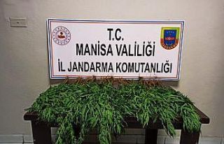 Manisa’da kenevir operasyonu