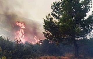 Manisa’da orman yangını