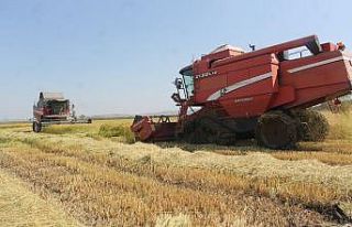 Manyas’ta çeltik hasadına başlandı