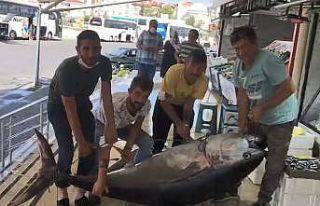 Marmara’da dev orkinos balığı yakalandı