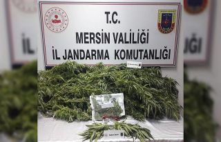 Mersin’de 11 kök kenevir ele geçirildi