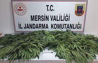 Mersin’de 71 kök kenevir bitkisi ele geçirildi