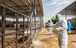 Mersin’de hayvancılık yapılan bölgeler üçgün...