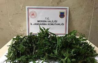 Mersin’de kurutulmaya bırakılmış 10 kök kenevir...