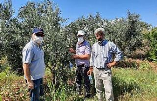 Meyve sineğine doğal tuzak