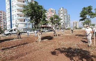 Mezitli’de Avrupa Hareketlilik Haftası’nda ağaçlara...