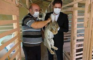 MHP’li Bulut ‘Velikan’ cinsi tavşanların üretim...