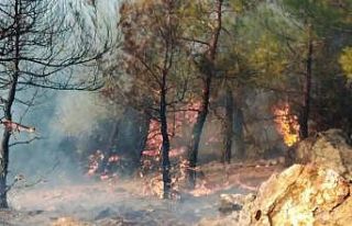 Milas Ören’de orman yangını başladı