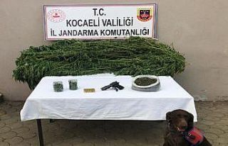 Mısır serasında esrar ve kenevir ele geçirildi