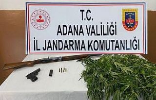 Mısır tarlasına kenevir ekmiş