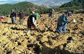 Müdür Keskin: “Yangınlardan etkilenen sahalarımızı...