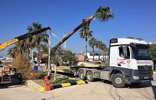 Muğla Büyükşehir’den ağaç hassasiyeti