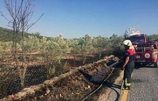 Muğla’da çöplük ve zeytinlik yangınları söndürüldü