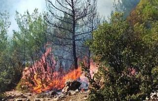 Muğla’daki yangınlar kontrol altına alındı