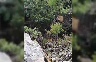 Munzur vadisinde anne ve 2 yavru ayı görüntülendi