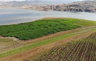 Murat Nehri’nde sular çekildi, tarım başladı