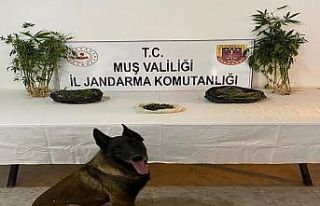 Muş merkezli uyuşturucu operasyonunda 4 tutuklama