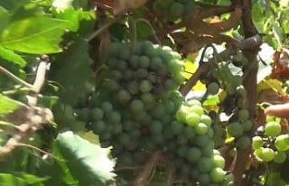 Muş üzümünde hasat zamanı
