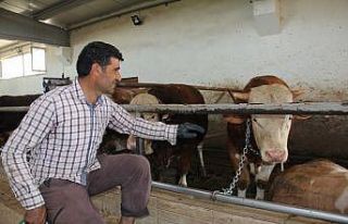 Muş’ta TKDK destekleriyle hayvancılık gelişiyor
