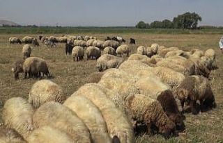 Muş’tan büyük şehirlere kuzu sevkiyatı