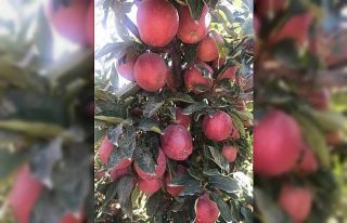 Mut elması Hindistan’a ihraç ediliyor