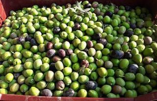 Mut’ta zeytin hasadı başladı