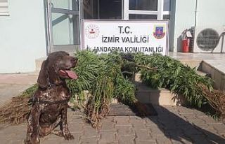 Narkotik köpek timiyle uyuşturucu operasyonu