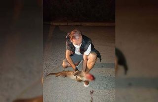 Nesli tükenme tehlikesi altındaki su samuruna otomobil...