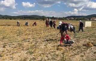 Nohut üretiminde kuraklık etkisi