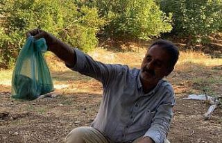 Ölümcül zehirli yılanı eliyle yakaladı