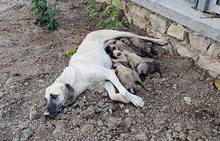 Ölüme terk edilen 10 yavru köpek, 3 gün sonra...