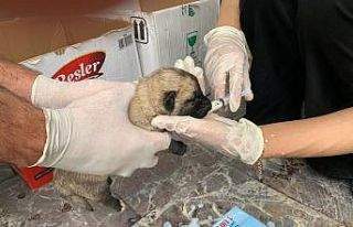 Ölüme terk edilen yavru köpekler, biberonla beslenmeye...