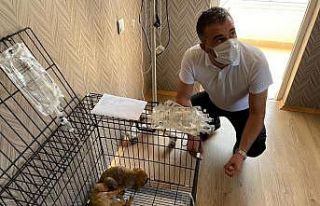 Ölüme terk edilen yavru köpeklere Pursaklar Belediyesi...