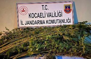 Ormanlık alana 371 kök kenevir eken 2 şahıs gözaltına...