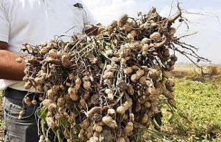 Osmaniye’de yer fıstığı hasadı başladı