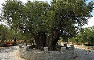 (Özel) 1658 yıldır medeniyetleri besleyen ağaç...