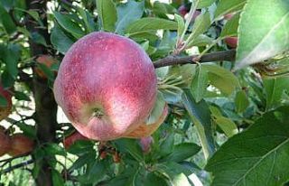 (Özel) Beykoz elmasında yüzler gülüyor