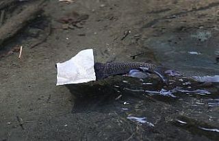 (Özel) Bursa’da çevre felaketi...Balık ölümleri...