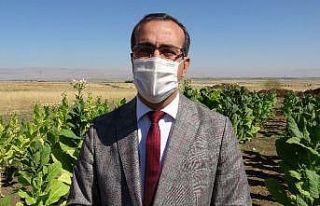 (Özel Haber) MŞÜ’de ilk defa Virginia tütünü...