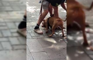 (Özel) İstanbul’un göbeğinde pitbull dehşeti...