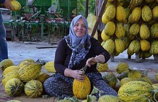 (Özel) Kırkağaç kavunu askıya alınmaya başladı