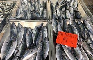 Palamut bereketi yüz güldürüyor