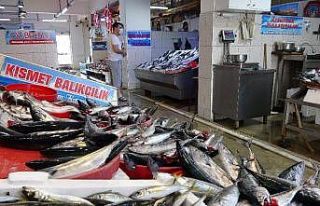 Palamut büyüdükçe fiyatı da arttı