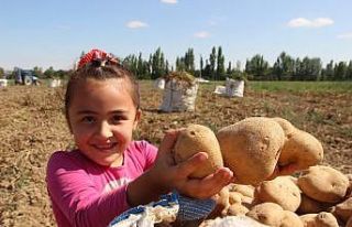 Patates tarlalarında çalışmak için binlerce kilometre...