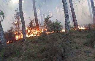 Pazarlar’da orman yangını