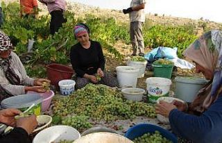 Peygamber üzümü hasadı başladı
