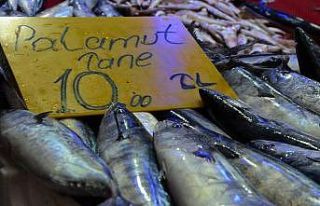 Plamut balığı 10 liraya geriledi
