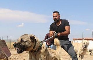 PÖH’ün yanında görev alacak kangallar, vatan...